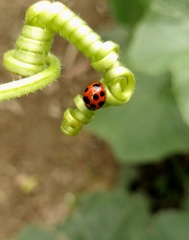 Coelophora bissellata