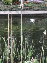 Larus argentatus