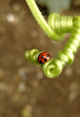 Coelophora bissellata