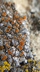 Caloplaca sideritis