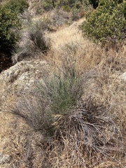 Lepidospartum squamatum, photograph (c) Adam J. Searcy, some rights reserved (CC BY)