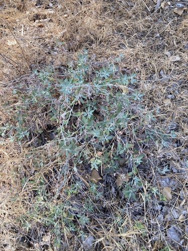 Eriogonum elongatum, photograph 6