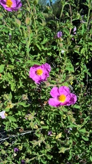 Cistus creticus creticus