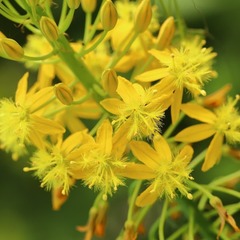 Bulbine latifolia latifolia
