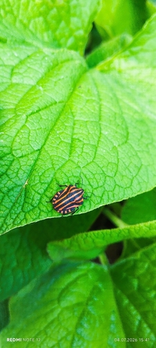 Continental Striped Shield Bug