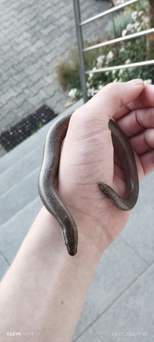 Common Slowworm