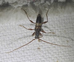 Coptocercus rugicollis