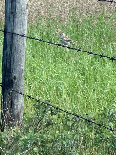 Vesper Sparrow
