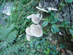 Pleurotus parsonsiae