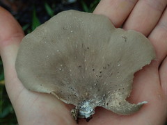Pleurotus parsonsiae
