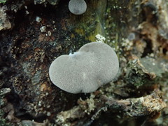 Pleurotus parsonsiae