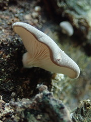 Pleurotus parsonsiae