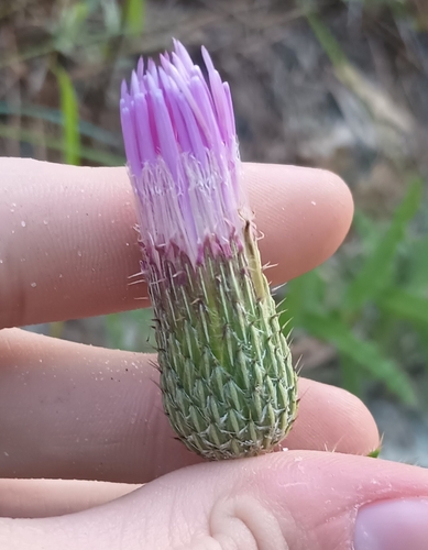 Cirsium repandum, photograph 5