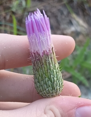 Cirsium repandum, photograph (c) Raven Dandridge, some rights reserved (CC BY)