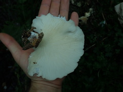 Pleurotus parsonsiae