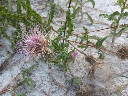 Cirsium repandum, photograph 6