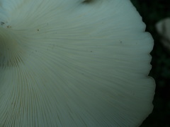 Pleurotus parsonsiae