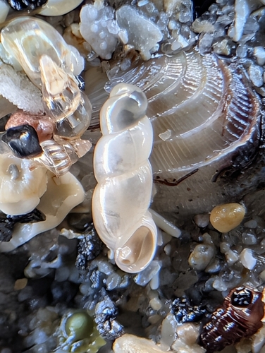 Truncatella subcylindrica, 2026-07-03