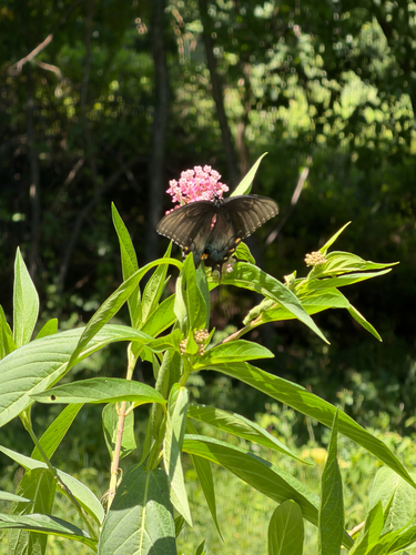 Eastern Tiger Swallowtail