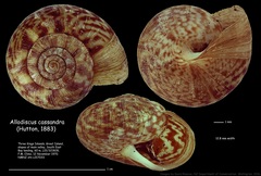 Allodiscus cassandra image