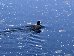Fulica americana americana