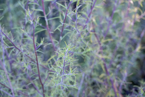 iNaturalist observation photo of Stiffbranch Bird's Beak