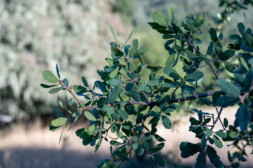 iNaturalist observation photo of blue oak
