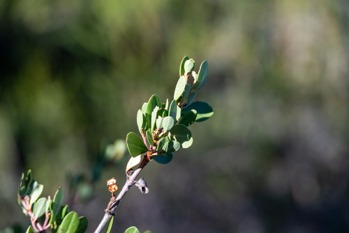iNaturalist observation photo of Buckbrush