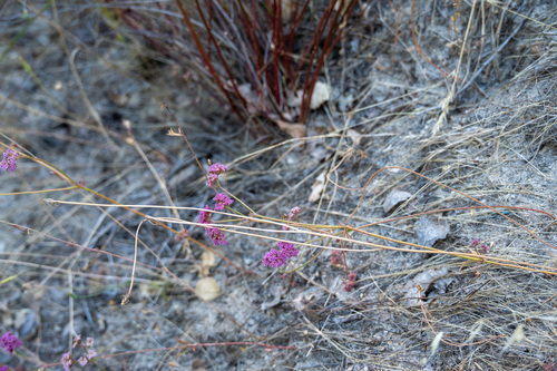 iNaturalist observation photo of Douglas' Spineflower