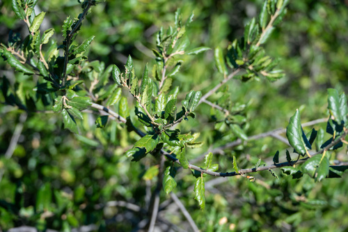 iNaturalist observation photo of coast live oak