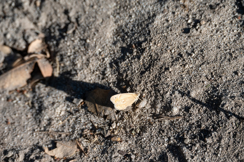 iNaturalist observation photo of Common Ringlet