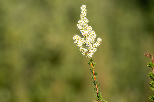 iNaturalist observation photo of chamise