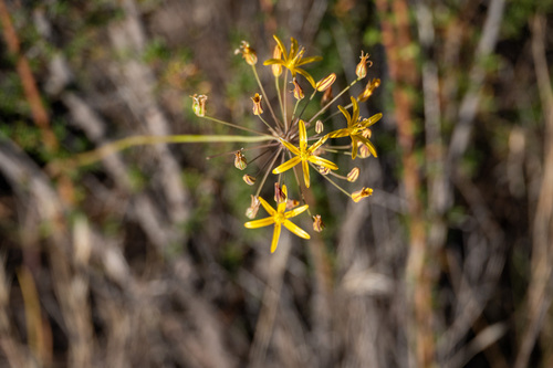 iNaturalist observation photo of goldenstar