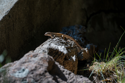iNaturalist observation photo of Western Whiptail