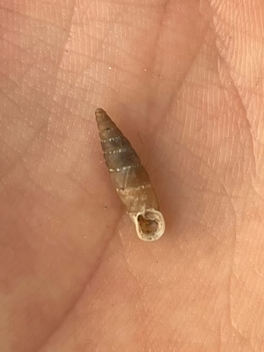 Leucostigma candidescens observed 2026-06-26