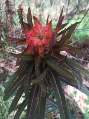Euphorbia griffithii
