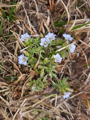 Gentiana pedicellata