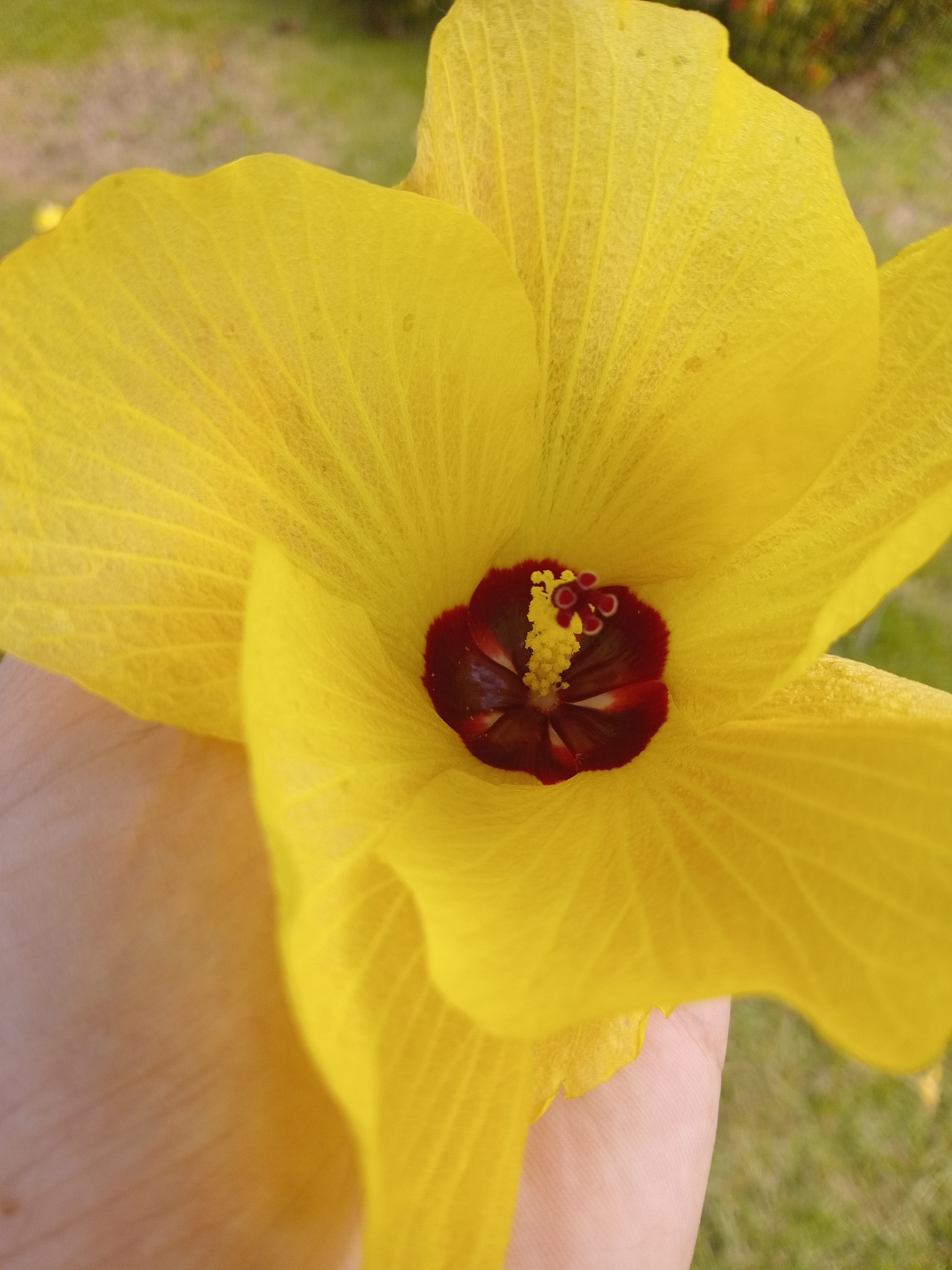 Hibiscus tiliaceus