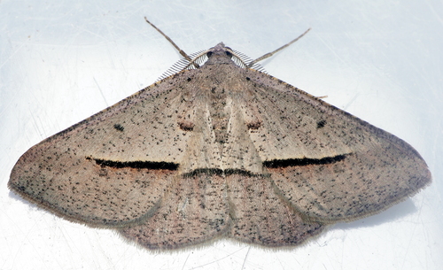 Delta Geometrid