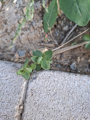 scarlet pimpernel