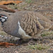 Squatter Pigeon - Photo (c) Jerry Oldenettel, some rights reserved (CC BY-NC-SA)