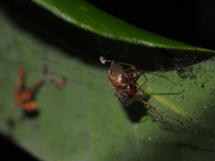Anelosimus crassipes