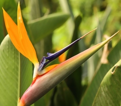Strelitzia reginae