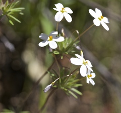 Leptosiphon androsaceus