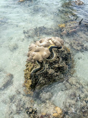 Tridacna gigas