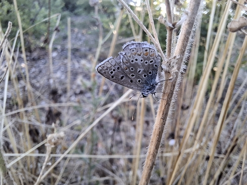 Common Blue