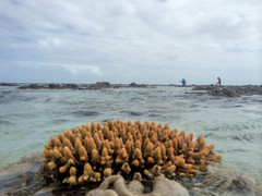 Acropora millepora
