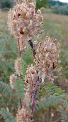 Astragalus ponticus