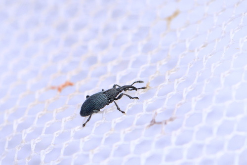 Ceratapion penetrans