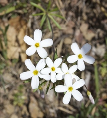 Leptosiphon androsaceus